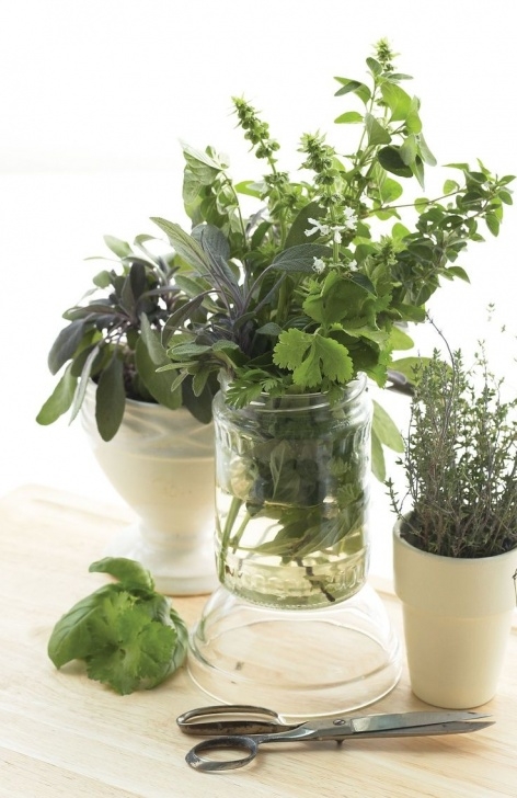 Grow Your Own Herbs Indoors Indoor Gardening 3 (With Images) | Planting Herbs Indoors Photo 647