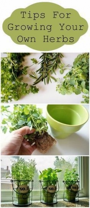 Grow Your Own Herbs Indoors Tips For Growing Your Own Herbs | In The Garden | Herbs Photo 236