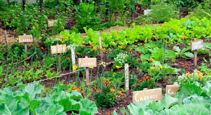 Growing A Vegetable Garden 5 Secrets Of A High Yield Gardening | Vegetable Gardening Photo 325