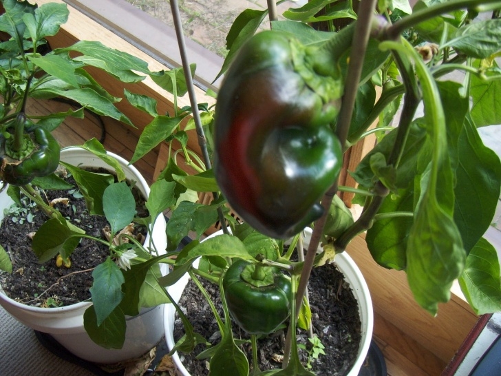 Growing A Vegetable Garden Mombo'S Backyard: Indoor Vegetable Garden Update Photo 202