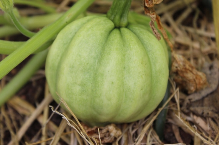 Growing Acorn Squash Go Vertical With Winter Squash Photo 538