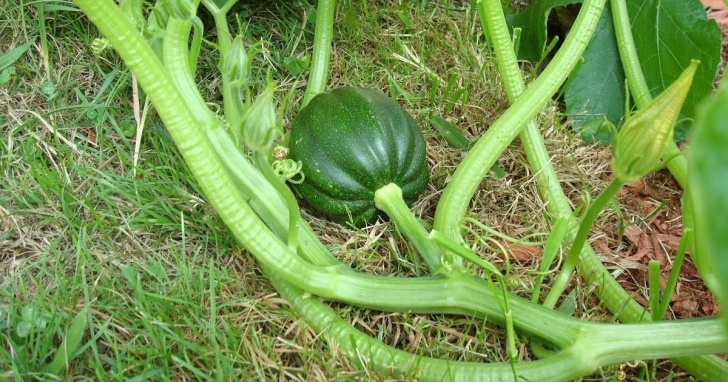 Growing Acorn Squash Plantation By The Sea: Emerging Acorn Squash And Pole Beans Photo 276