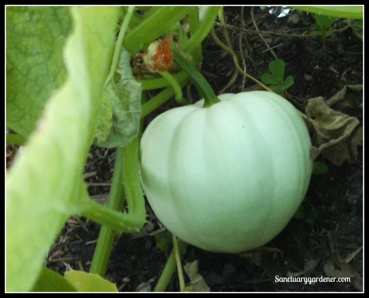 Growing Acorn Squash The Results Of Hand Pollinating Squash | Sanctuary Gardener Photo 204