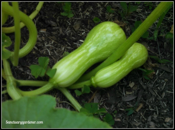 Growing Acorn Squash The Results Of Hand Pollinating Squash | Sanctuary Gardener Photo 321