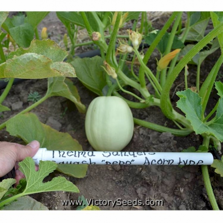 Growing Acorn Squash Thelma Sanders Acorn Winter Squash - Heirloom, Open Image 665