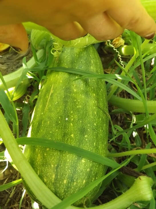 Growing Acorn Squash Vegans Living Off The Land: Big Squash Harvest & Pumpkins Photo 715