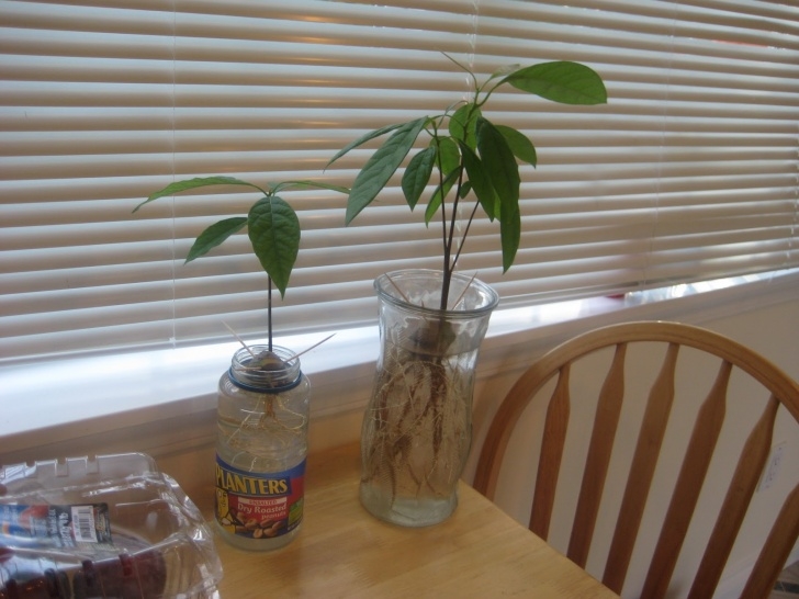 Growing An Avocado Plant Indoors Avocado Tree Grown From Seed Image 197