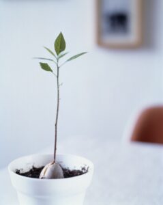 Growing An Avocado Plant Indoors Growing Avocados As Houseplants Image 771