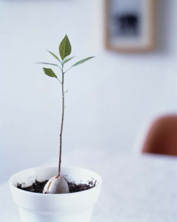 Growing An Avocado Plant Indoors Growing Avocados As Houseplants Image 771