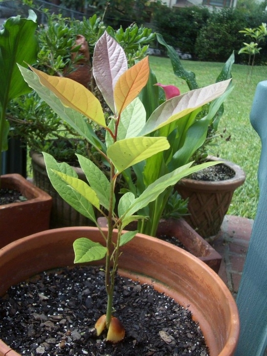 Growing An Avocado Plant Indoors Growing Avocados In Containers And Indoor Avocado Plant Photo 948
