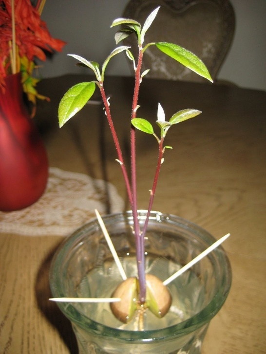 Growing An Avocado Plant Indoors How To Grow Your Own Avocado Tree In Small Garden Pot Photo 986