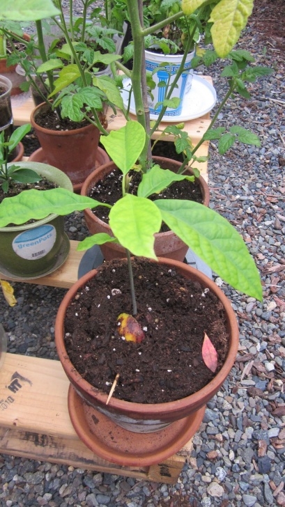 Growing An Avocado Plant Indoors How To: Smart Tips How To Growing Avocado Plant For Indoor Photo 510