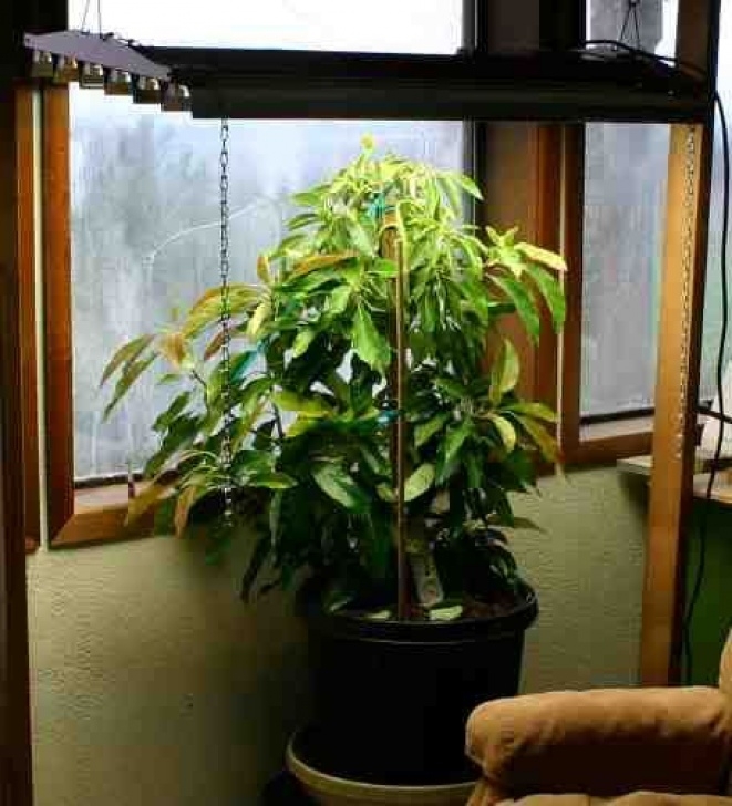 Growing An Avocado Plant Indoors Indoor Avocado Tree. We Will Have One Of These One Day Photo 286