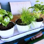 Growing An Indoor Herb Garden The Ultimate Guide On Growing An Indoor Herb Garden | Herb Picture 502