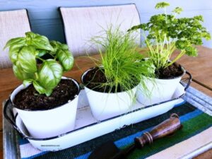 Growing An Indoor Herb Garden The Ultimate Guide On Growing An Indoor Herb Garden | Herb Picture 502