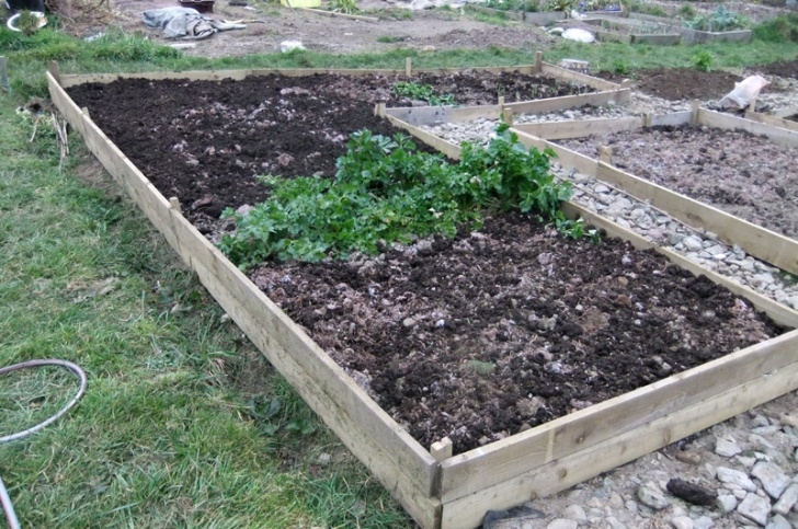 Growing Asparagus In Raised Beds Allotment Progress - Planting Blueberries And A Row Of Picture 140