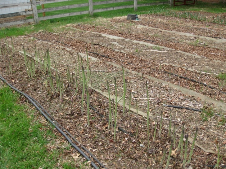 Growing Asparagus In Raised Beds Grow It Eat It: 4/1/11 - 5/1/11 Image 485