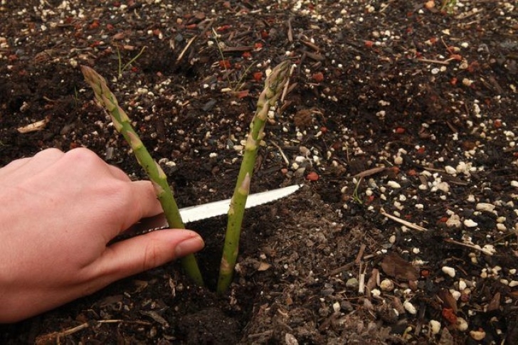 Growing Asparagus In Raised Beds How To Grow Asparagus In Raised Beds | Asparagus Plant Picture 698