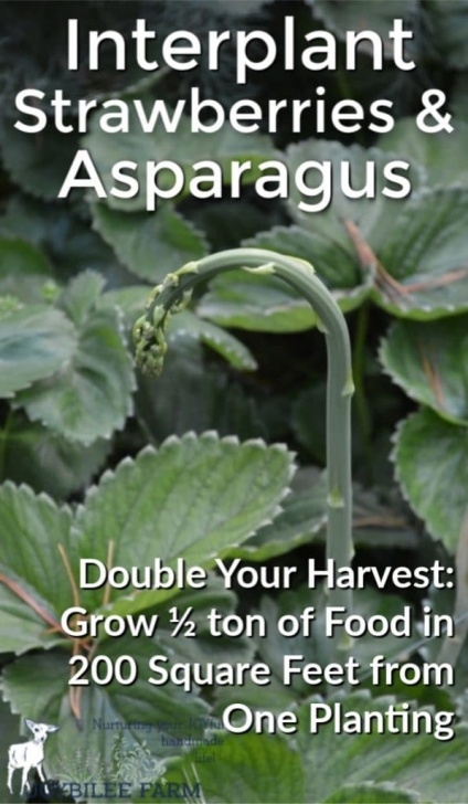 Growing Asparagus In Raised Beds How To Grow Strawberries And Asparagus The Permaculture Way Image 222