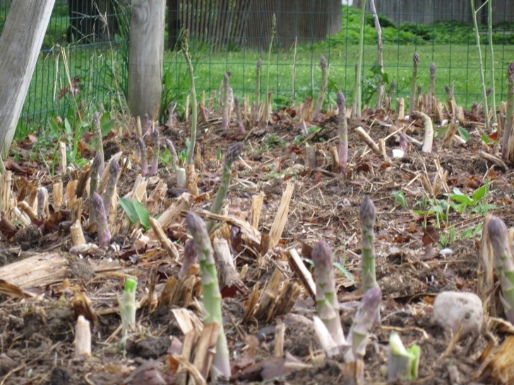 Growing Asparagus In Raised Beds Inside Storey: Ilona Sherrat: Asparagus — A Worthwhile Picture 279