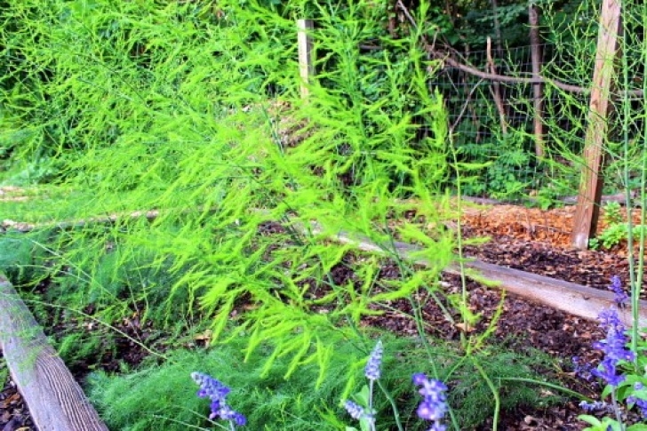 Growing Asparagus In Raised Beds My First Asparagus Bed Image 221