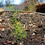 Growing Asparagus In Raised Beds My First Asparagus Bed Image 599