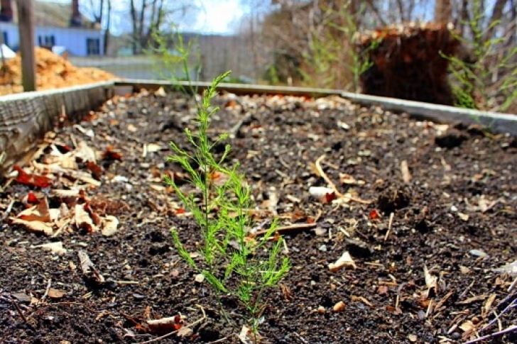 Growing Asparagus In Raised Beds My First Asparagus Bed Image 599