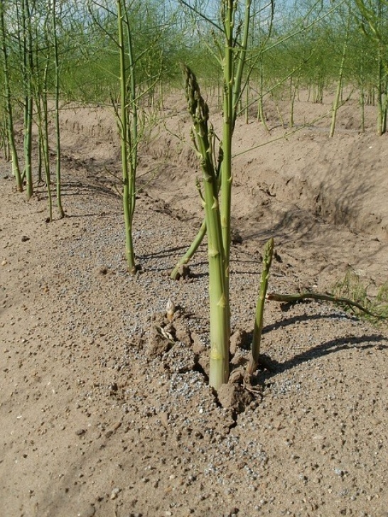 Growing Asparagus In Raised Beds Perennial Vegetables For Self Sufficiency - The Self Photo 398