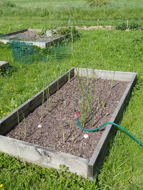 Growing Asparagus In Raised Beds The Big Picture – Part Two | Sarah The Gardener Picture 173