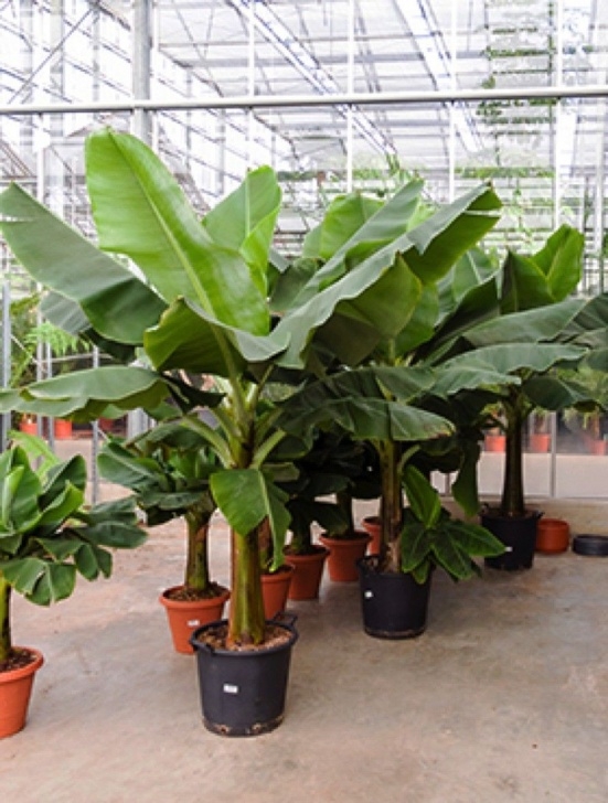 Growing Banana Plant Indoors How To Grow Banana Plants Indoors And Outdoor | Banana Image 100