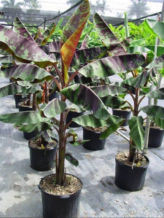 Growing Banana Plant Indoors How To Grow Banana Plants Indoors And Outdoor | Banana Picture 440