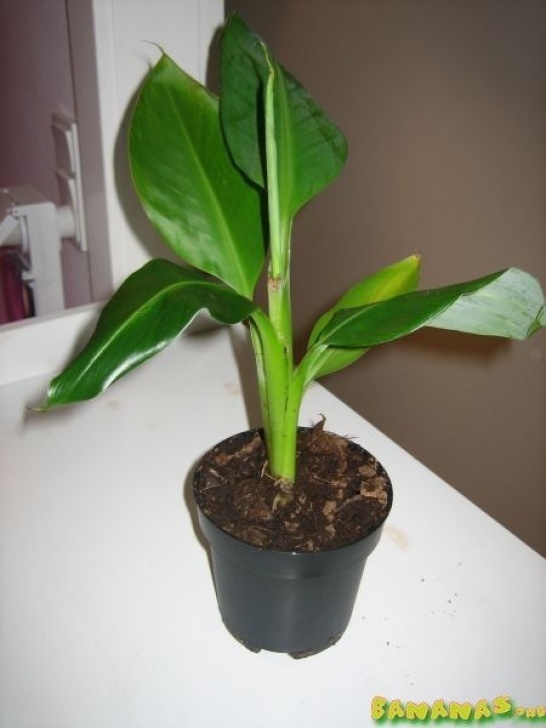 Growing Banana Plant Indoors How To Grow Banana Plants Indoors And Outdoor | Gardening Photo 995