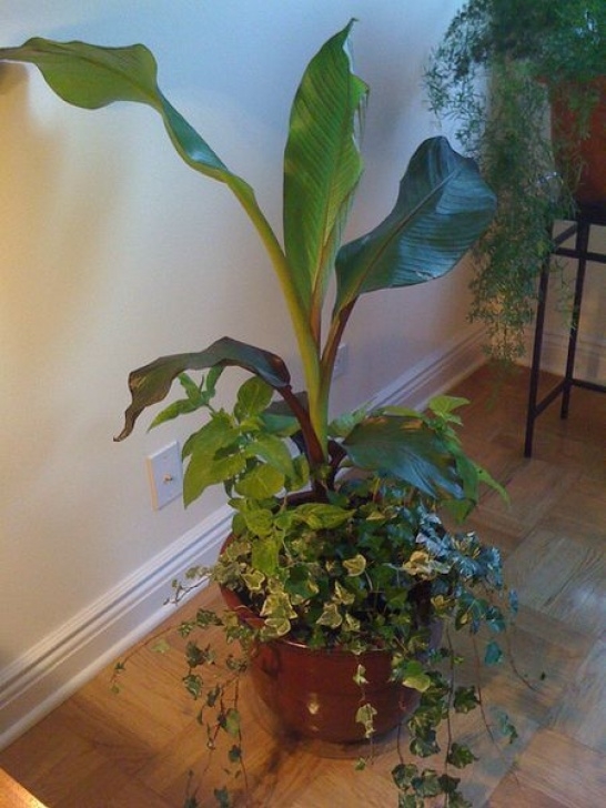 Growing Banana Plant Indoors How To Grow Banana Plants Indoors And Outdoor | Indoor Image 237