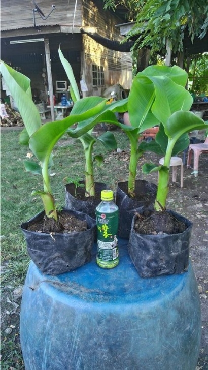 Growing Banana Plant Indoors How To Grow Banana Plants Indoors And Outdoor (With Images Photo 225