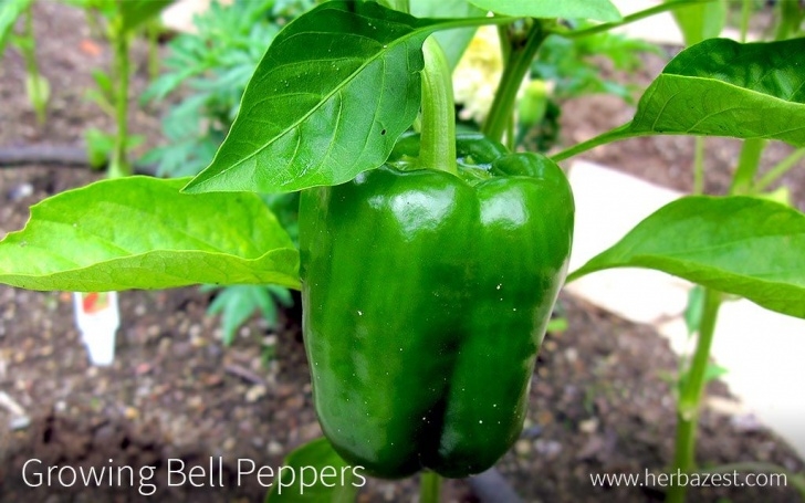 Growing Bell Peppers Civilization Has Enjoyed The Consumption Of Bell Peppers Picture 030