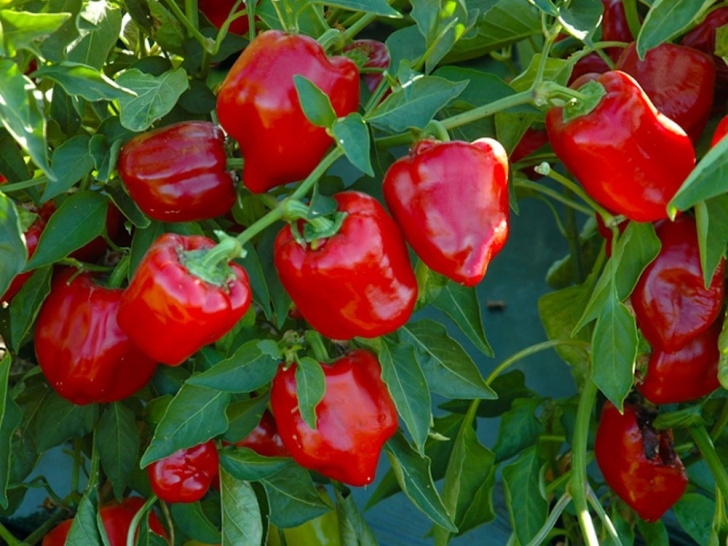Growing Bell Peppers Dutch Bucket System For Growing Bell Peppers - Buy Dutch Image 510