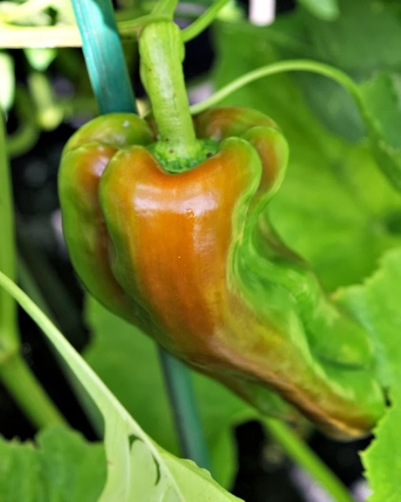 Growing Bell Peppers Growing Bell Peppers | The Two Bite Club Image 844