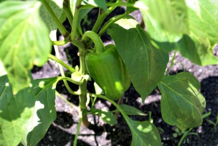 Growing Bell Peppers Growing Bell Peppers | The Two Bite Club Photo 389