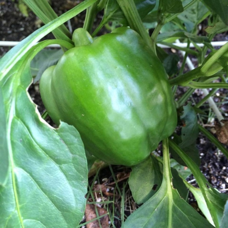Growing Bell Peppers Growing Bell Peppers | Thriftyfun Photo 709