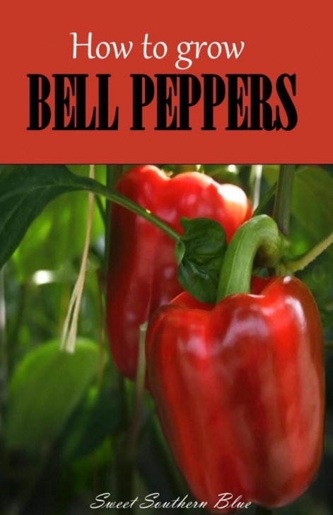 Growing Bell Peppers How To Grow Bell Pepper - Everything About Garden Photo 473