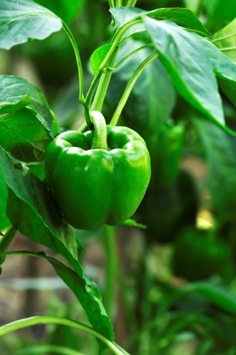 Growing Bell Peppers How To Grow Bell Peppers | H3Rs - Empowering And Inspiring Image 826