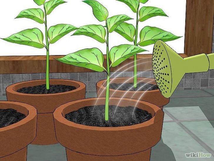 Growing Bell Peppers Indoors Grow Bell Peppers Indoors | Growing Bell Peppers, Stuffed Photo 631