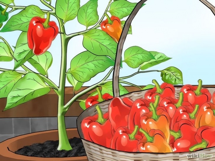 Growing Bell Peppers Indoors Grow Bell Peppers Indoors | Indoor Vegetable Gardening Picture 664