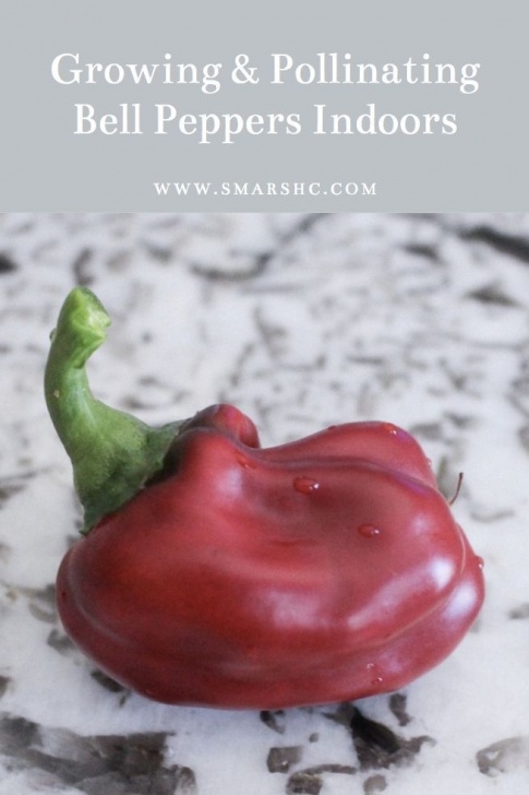 Growing Bell Peppers Indoors Growing &amp; Pollinating Bell Peppers Indoors In 2020 Picture 450