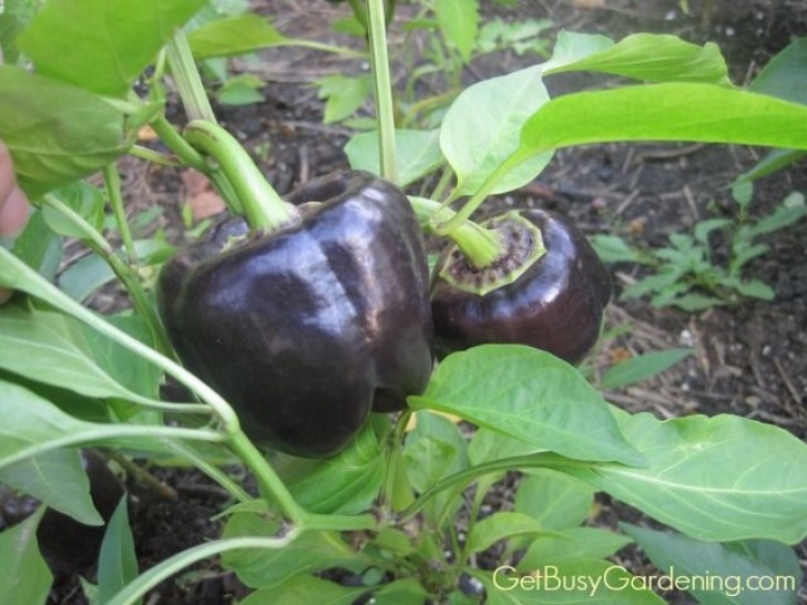 Growing Bell Peppers Indoors How To Grow Peppers From Seed: Complete Guide | Growing Photo 829