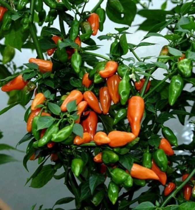 Growing Bell Peppers Indoors How To Grow Peppers Indoors – Dan330 Image 091
