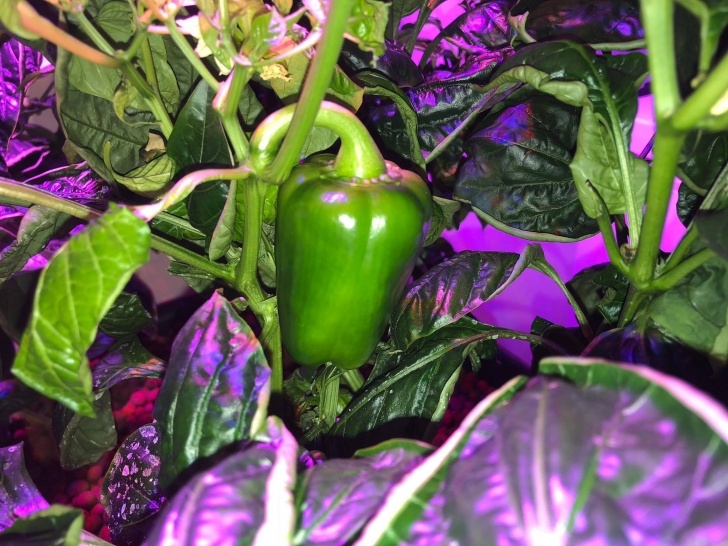 Growing Bell Peppers Indoors Hydroponic Bell Peppers Indoor Hydroponics - Nosoilsolutions Photo 000