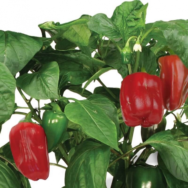 Growing Bell Peppers Indoors Tips For Growing Peppers Indoors - Plant Instructions Photo 032