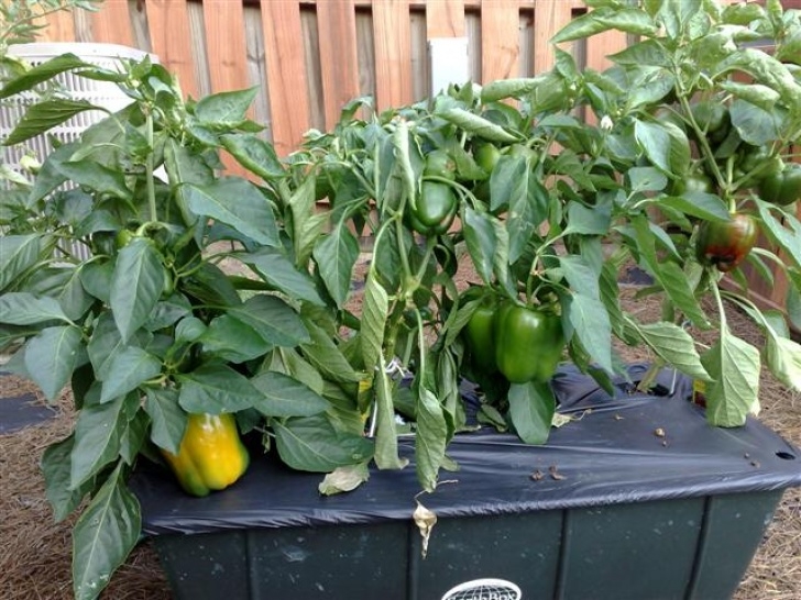 Growing Bell Peppers Mild Chili Plants – Growing Bell Peppers Photo 102