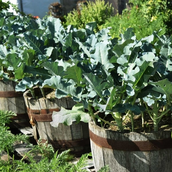 Growing Broccoli In Summer A Dozen Vegetables You Can Grow In Pots — The Family Handyman Picture 757